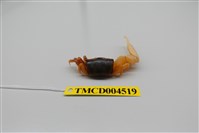 藏品(乳白南方招潮蟹)的圖片